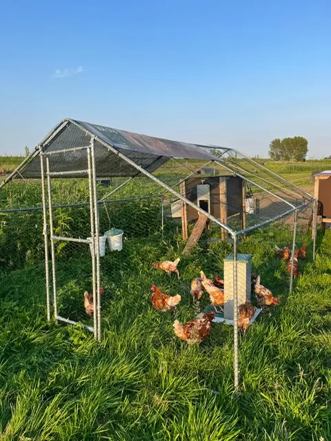 kippenopvang zomervakantie school